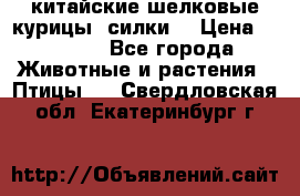 китайские шелковые курицы (силки) › Цена ­ 2 500 - Все города Животные и растения » Птицы   . Свердловская обл.,Екатеринбург г.